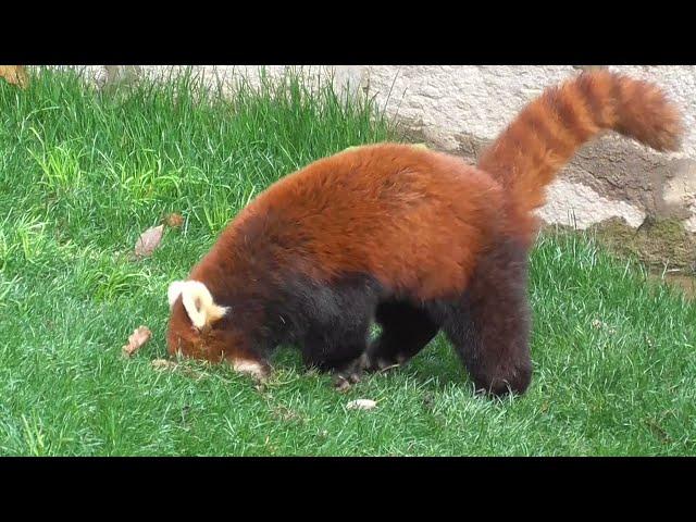 The confused behavior of the Red Panda