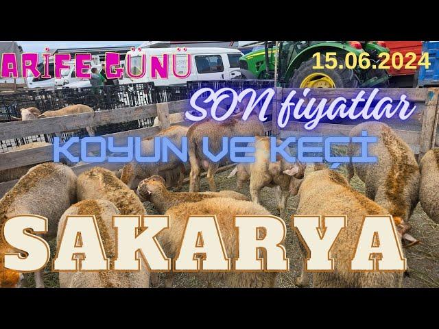 15.06 2024 Sakarya koyun ve keçi (küçükbaş) pazarı