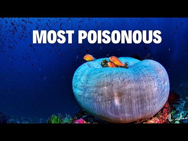 Top 10 Most Poisonous Fishes IN THE WORLD