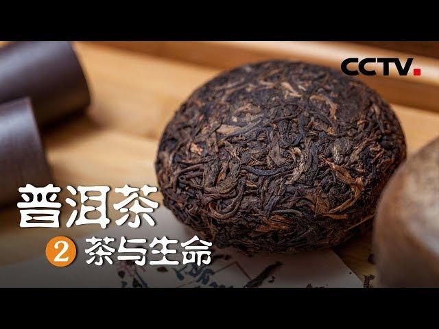 《普洱茶》第二集 茶与生命 | CCTV纪录