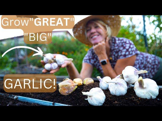 Planting Garlic in the Fall for BIGGEST Bulbs Step-by-Step Guide