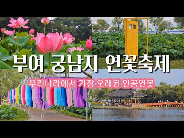 부여여행/ 부여 궁남지 서동연꽃축제/7월 여행지/연꽃축제/ lotus festival