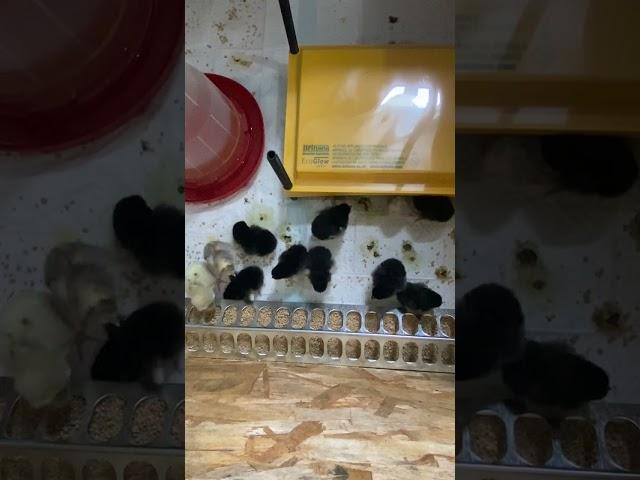 New generation of #blackchantecler #chantecler #chicken in the #easterntownships