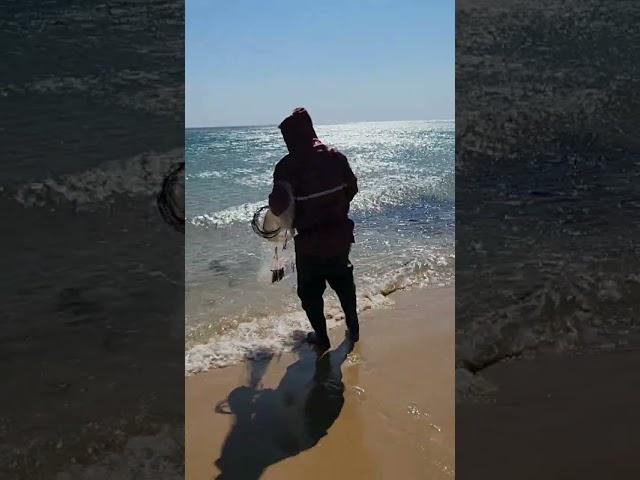 고성 화진포 바다투망 Shorts 고성바다 봄전어 투망낚시 동해바다