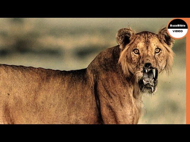 The Dark Side of Lions : A Lion's Brutal Revenge