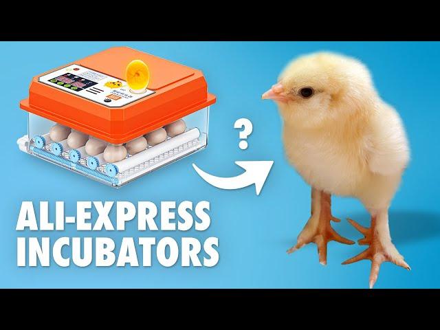 Chinese egg incubators - Do they work?  Fully Automatic Chicken Egg Incubator