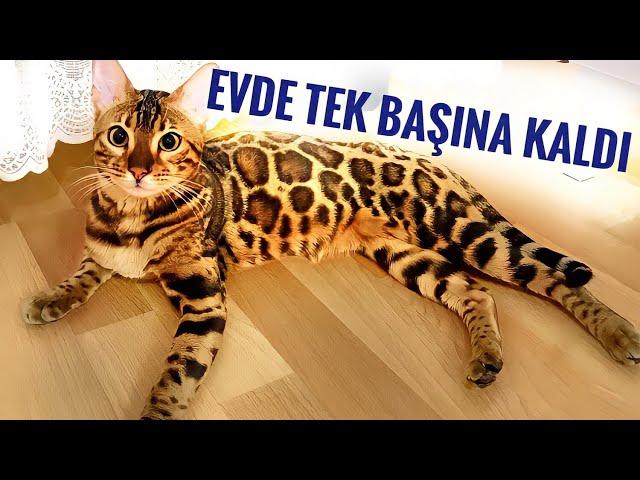 KEDİMİZ 2 GÜN EVDE YALNIZ KALDI ! MİNTİK'İN BİZE TEPKİSİ KEDİLER EVDE YALNIZ KALABİLİR Mİ? ! VLOG