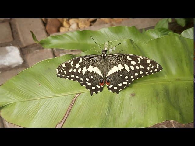 BEAUTIFUL BUTTERFLIES Butterfly Garden - Exotic Relaxed Mindfulness Creation Family Tranquility