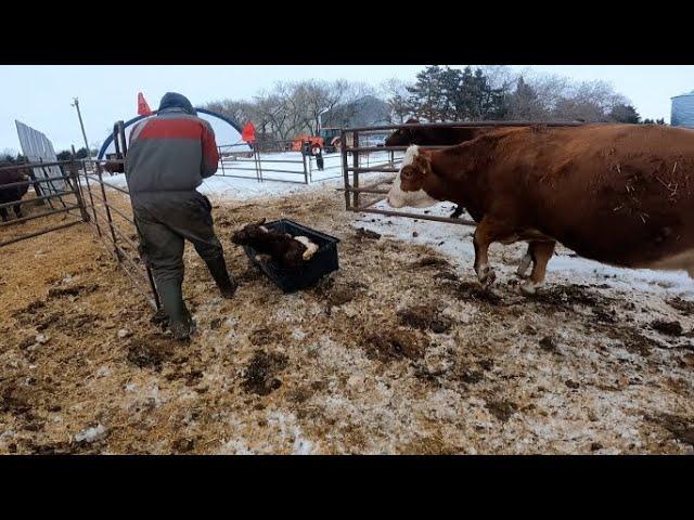 Crazy Cow With Bonus Calf