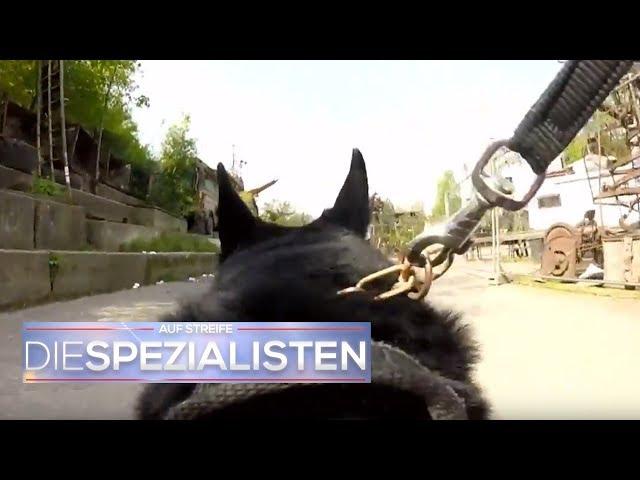 Polizeihund im Einsatz: Spürhund erschnüffelt Vermissten | Auf Streife - Die Spezialisten | SAT.1 TV