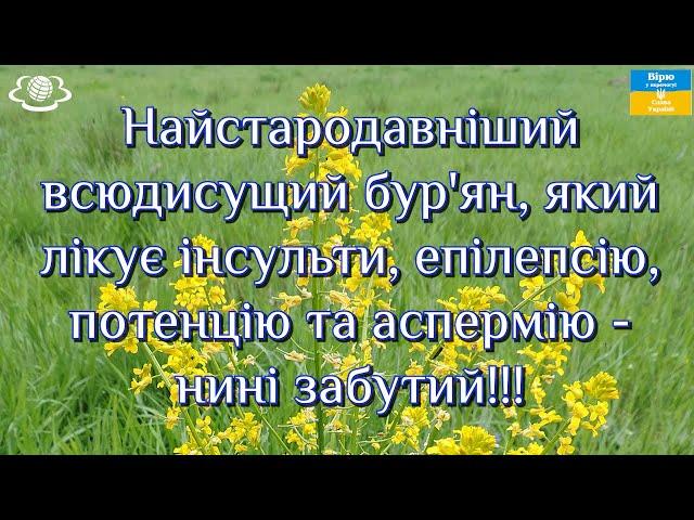 Найстародавніший всюдисущий бур'ян, який лікує інсульти епілепсію, потенцію та аспермію нині забутий