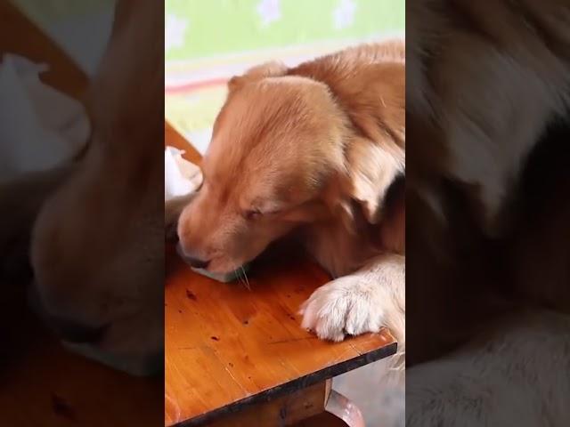 Luhu：I'm Daddy's little helper.#dog #puppy #pet #shorts