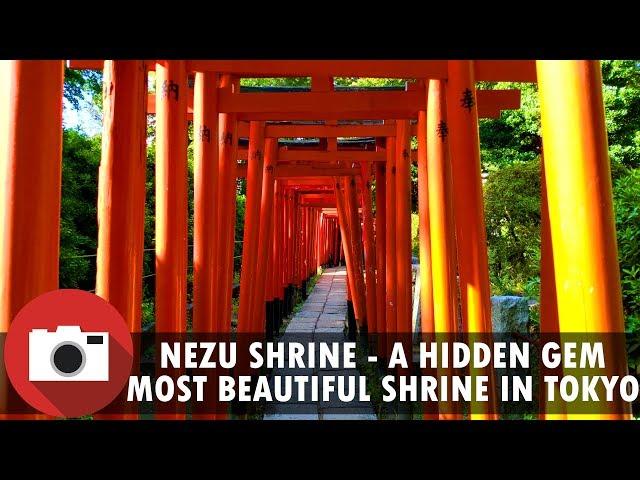 Nezu Shrine Walk - 根津神社 - One of the most beautiful shrines in Tokyo - 4K - 60fps