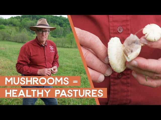 Mushrooms are a sign of good biology & health in your pastures | Joel Salatin