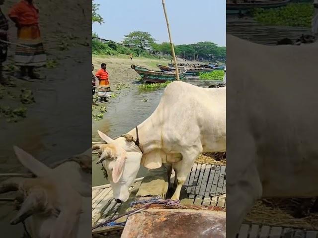 Superb #গরু #shortvideostatus #shortvideo #tiktok #trending #share #cow #kurban #cows #zaziravlogbd