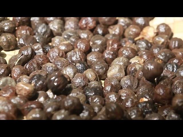 Forestwise Kukui Nut Oil production process (English)