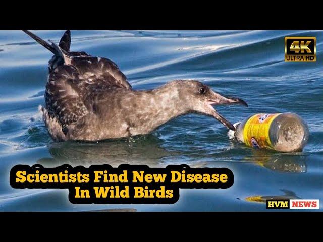 'Plasticosis': A new disease found in seabirds | HVM NEWS |