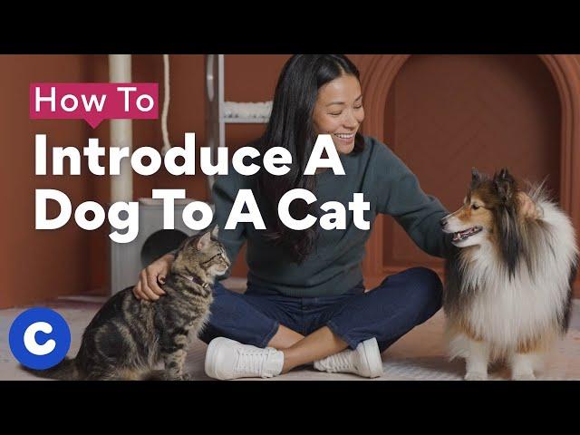 How To Introduce a Dog to a Cat | Chewtorials