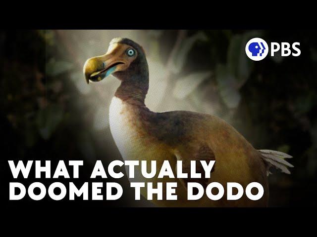 The Real Story Of The Dodo Bird's (Current) Extinction