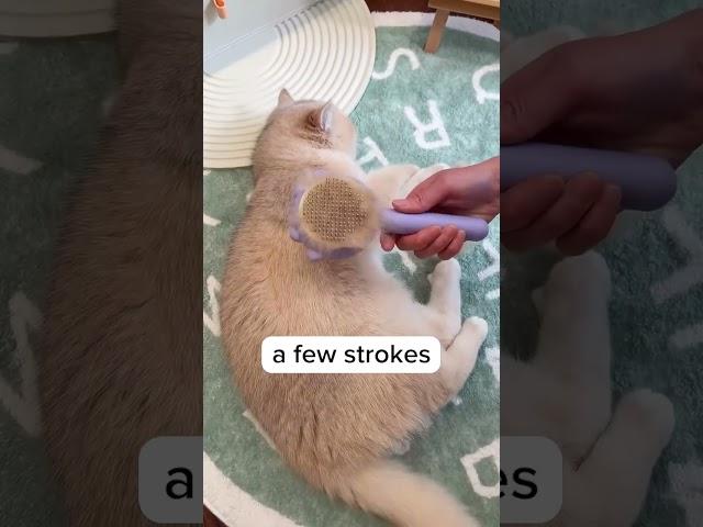 Brushing your cat made easy and sastisfy