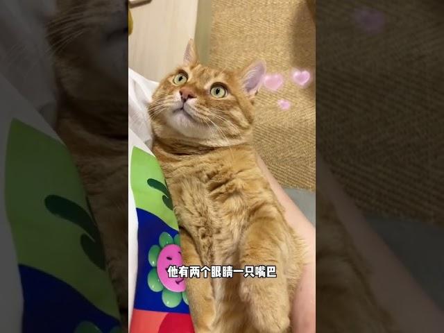 【猫咪叫不苦】每天教大家认识一只猫！！