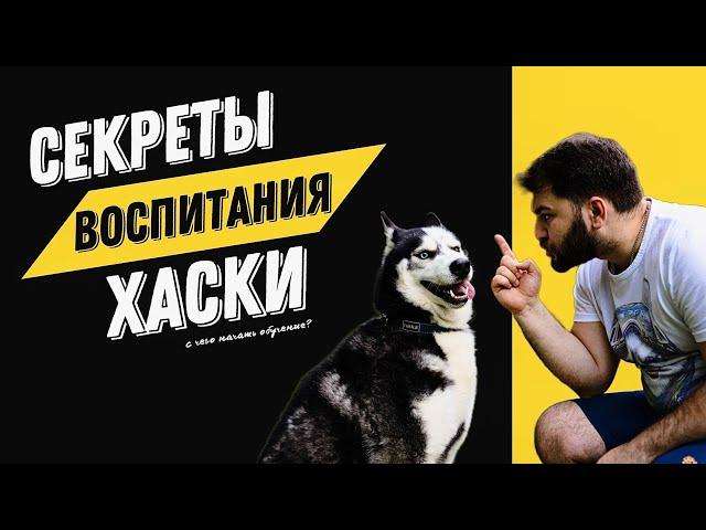 Как воспитать собаку? Секреты воспитания хаски.