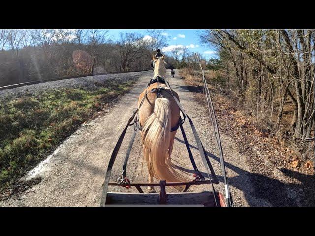 Learning To Pull A Wagon - Not All Horses Can Do This!