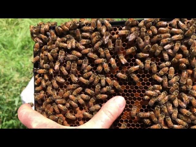 Hive Inspection June 4, 2020 Linda Tillman