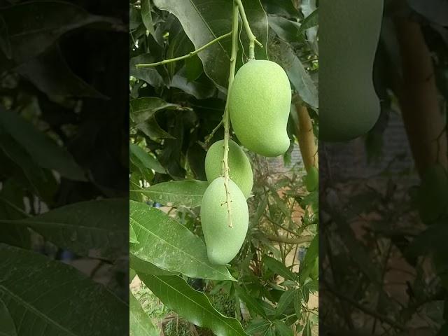 Mangifera Indica (Anacardiaceae family)