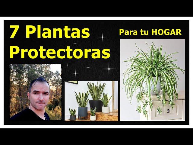 7 PLANTAS PROTECTORAS para el HOGAR #plantasprotectoras #plantasmágicas #herbalismo