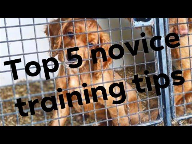 five top tips for training, a working spaniel