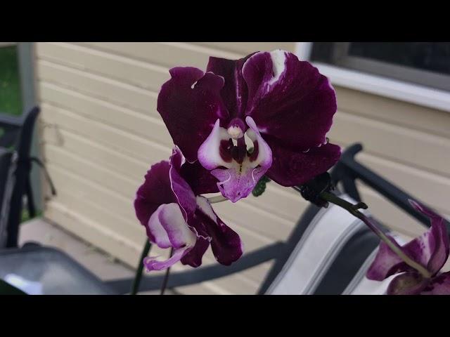 Getting to know my orchid collection - The NOID Phalaenopsis