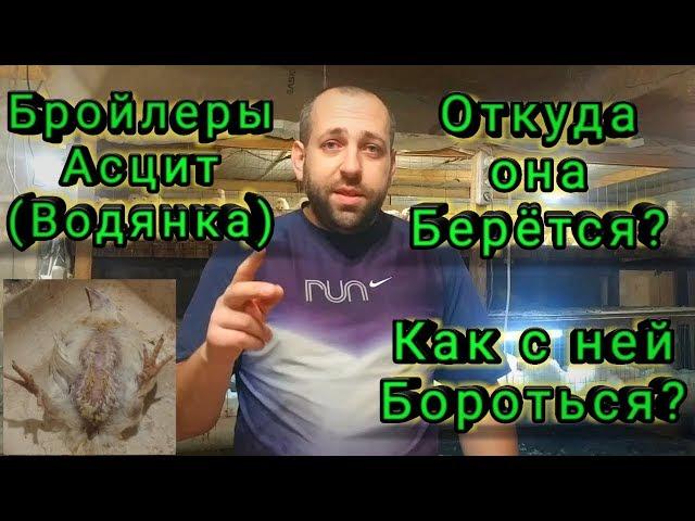 Асцит (Водянка) у Бройлеров! Откуда она Берется? Как с ней Бороться?