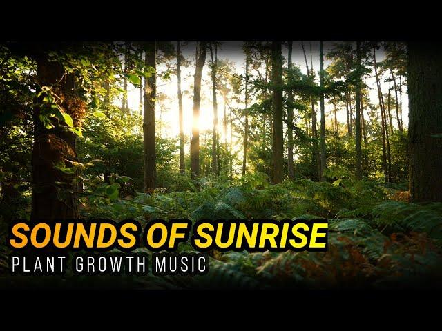 Plant Growth Music!  Sounds of Sunrise - Maximize Your Plants Potential!