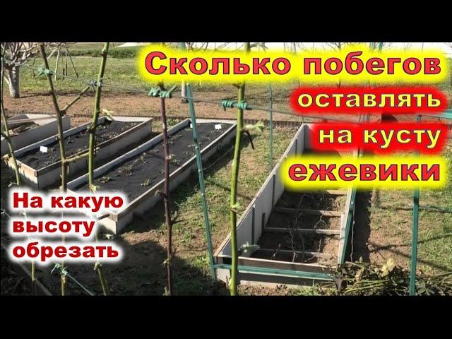 КАК ПОДВЯЗЫВАТЬ ЕЖЕВИКУ на шпалере. Сколько побегов оставлять на куст?