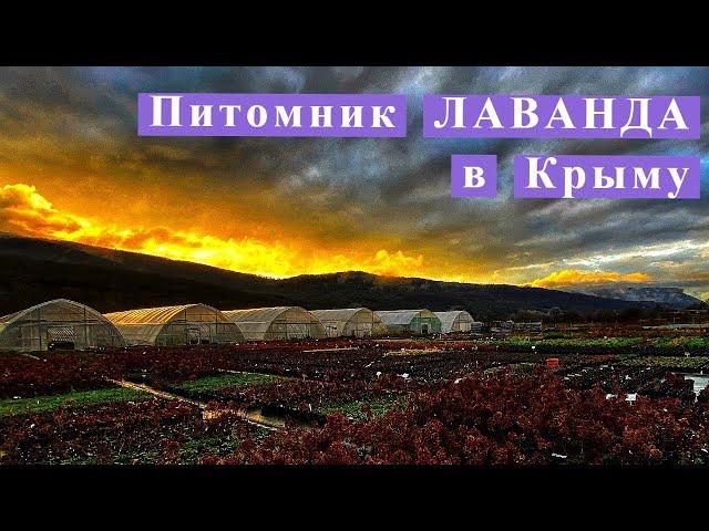 Питомник Лаванда в Крыму