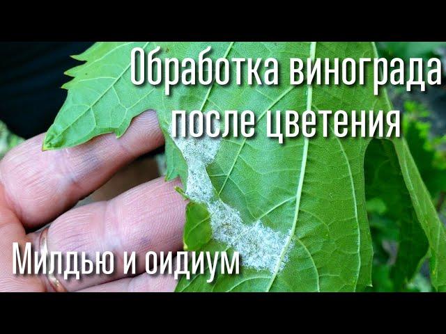 Как распознать милдью, оидиум. СРОЧНАЯ обработка после цветения винограда.