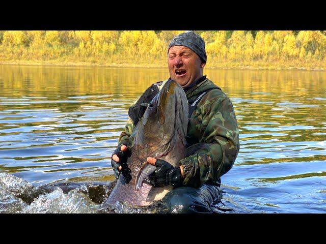 Дикие таймени Станового хребта (Якутия) Wild Hucho taimen of Yakutia