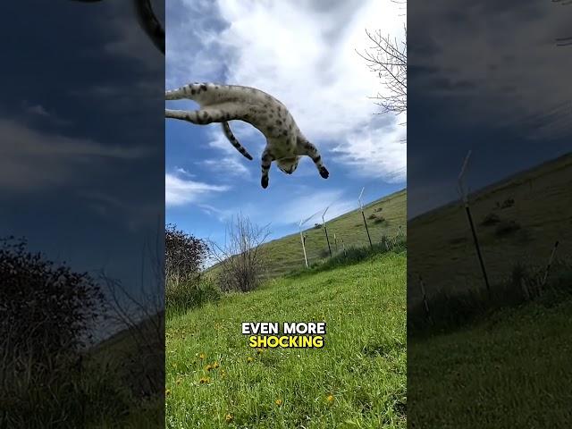 How Cats Survive Crazy High Falls‼️ #CatFacts #WeirdAnimalFacts #DidYouKnow #AnimalShorts #CatShorts