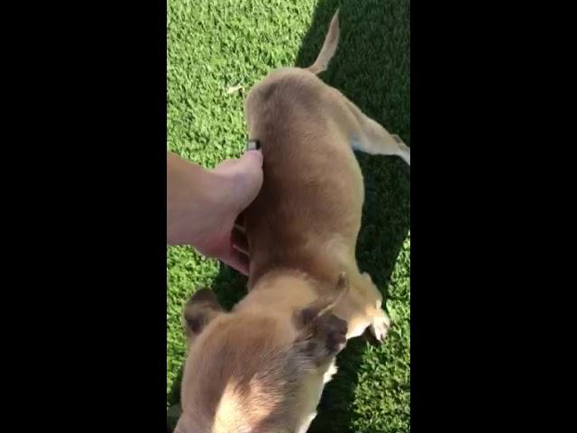 Milly at Wasco Shelter