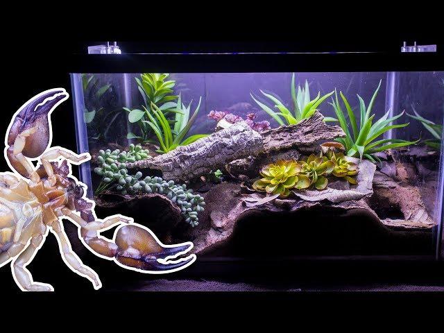 Naturalistic Burrowing Scorpion Vivarium