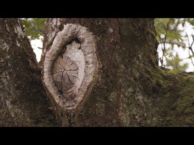 Ireland’s Native Trees - EPISODE 1  OAK