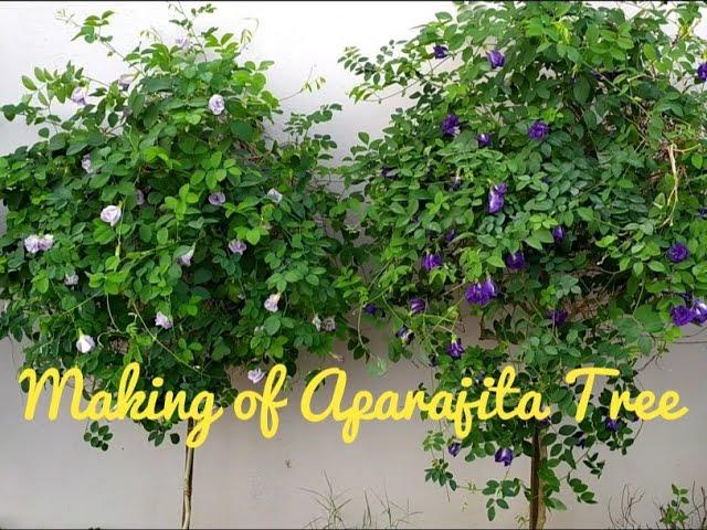 How To Make Aparajita Tree | How to get maximum flowers in Aparajita Tree | 3 different colors