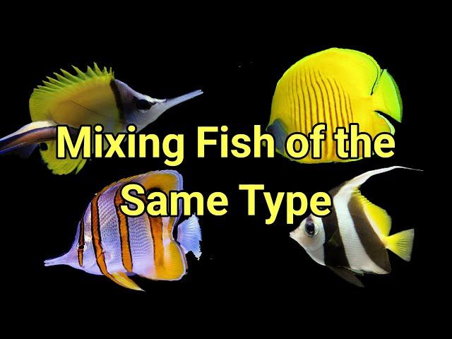 How to Mix Fish of the Same Genus | The Prestige Reef Dork Show Ep 77