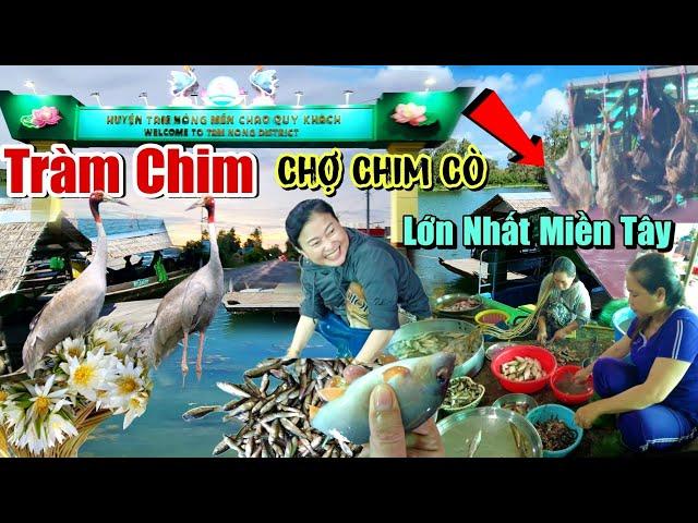 Mùa Nước Nổi 2024 Xứ Rừng Tràm Chim Chợ Sỉ Chim Cò Rắn Chuột Cá Đồng Cảnh Tượng Chỉ Có Ở Miền Tây