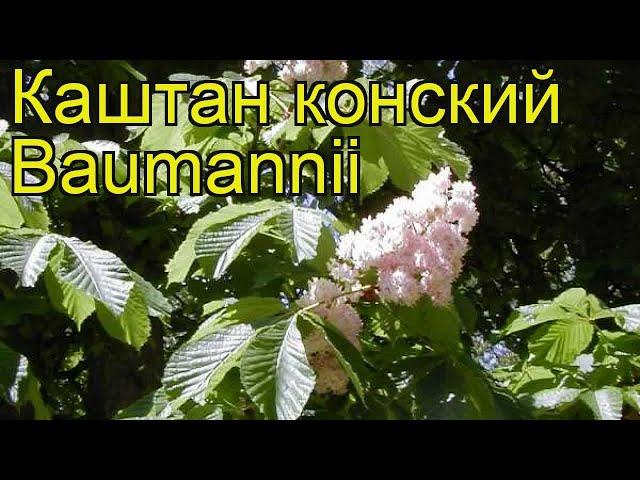 Каштан конский Баумани. Краткий обзор, описание характеристик aesculus hippocastanum Baumannii