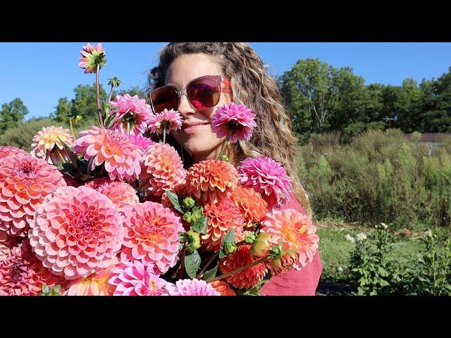 Dahlia Heaven, Late Summer Flower Harvest