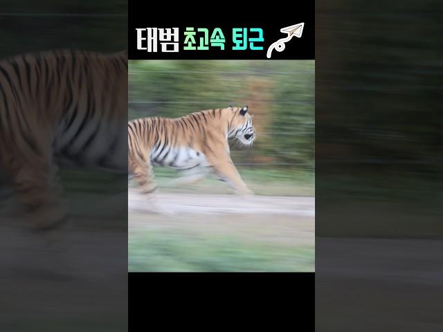 쵝오로 신나는순간 #tiger #태범 #백두대간수목원