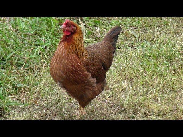 Welsummer Chickens | Excellent Foragers