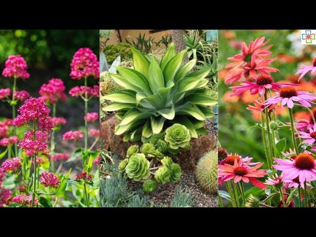 45 Best Drought Tolerant Plants that Grow In Lack of Water